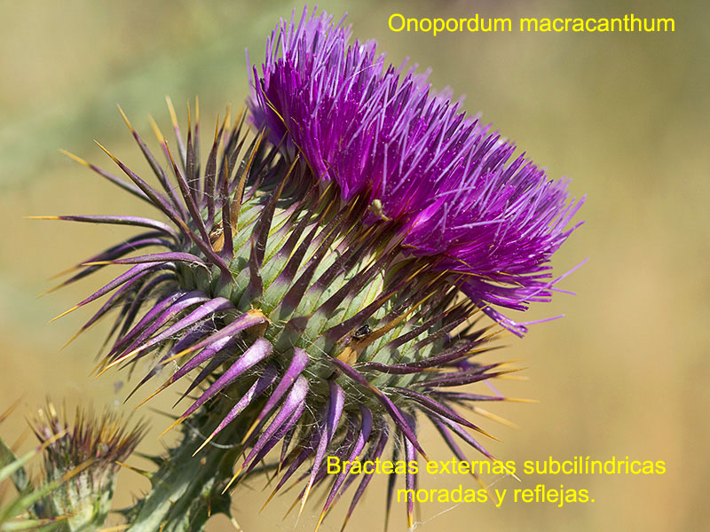 Onopordum macracanthum. Flor