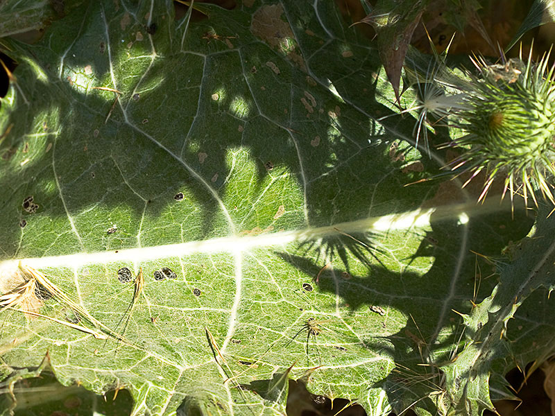 Hoja basal del Onopordum macracanthum. Cardo borriquero