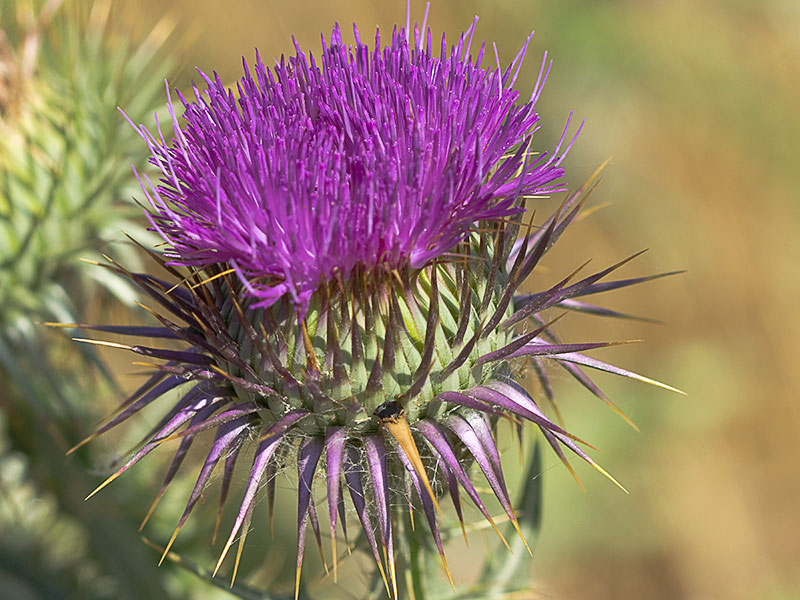 Onopordum macracanthum. Cardo borriquero