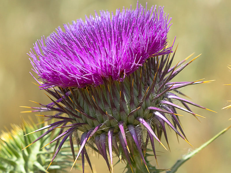 Inflorescencia del Onopordum macracanthum. Cardo borriquero