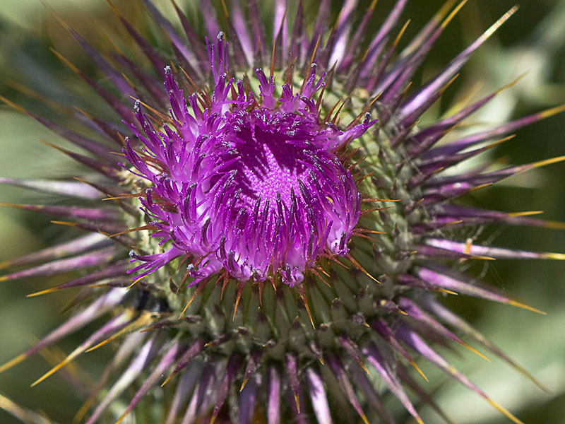 Onopordum macracanthum. Cardo borriquero