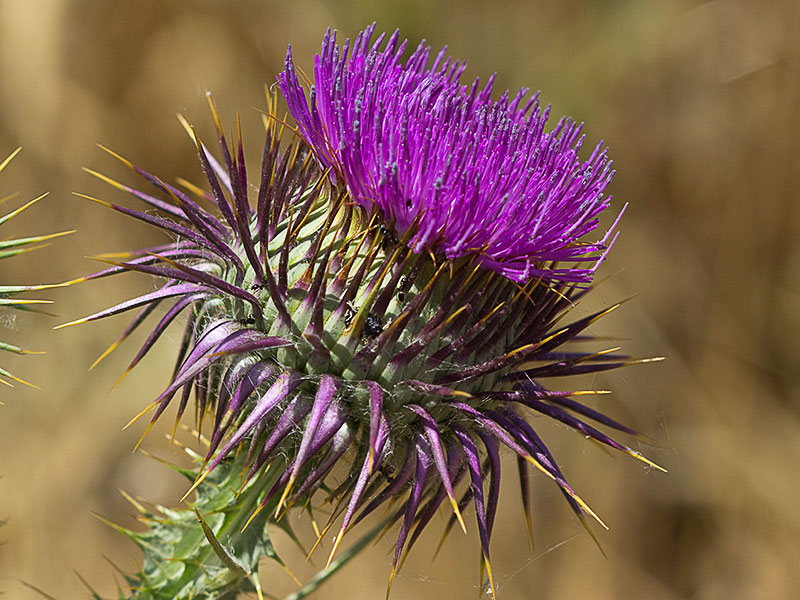 Onopordum macracanthum. Cardo borriquero