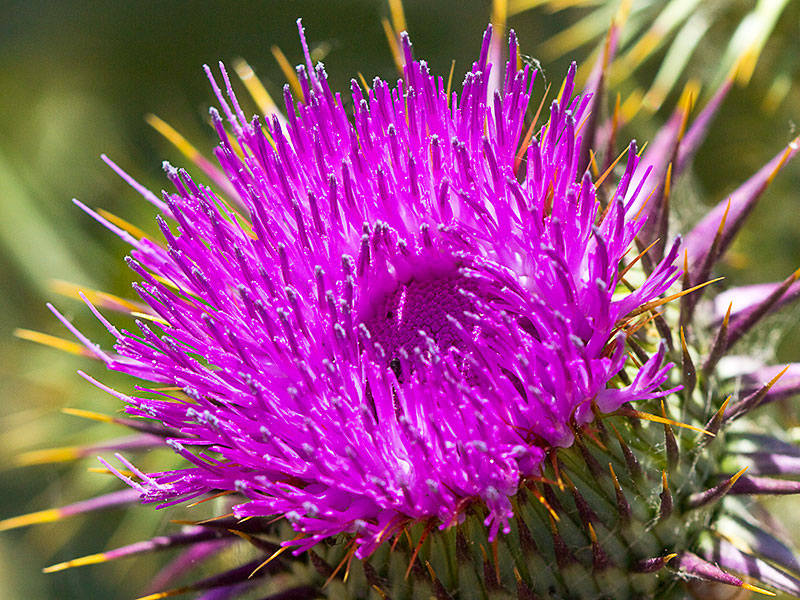 Onopordum macracanthum. Cardo borriquero