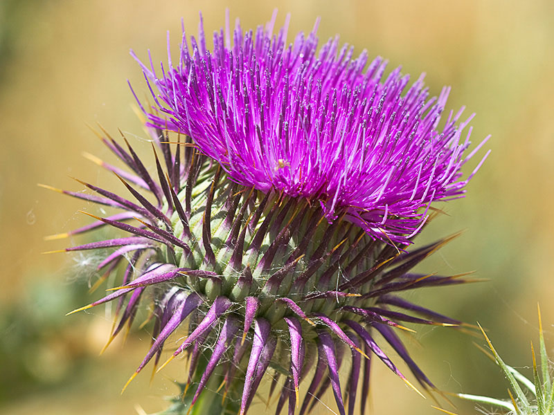 Onopordum macracanthum. Cardo borriquero