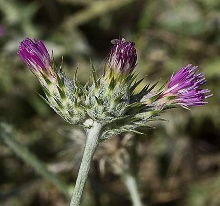 Capítulos del cardo de calvero (Carduus pycnocephalus)
