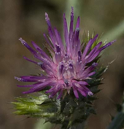Flor del cardo de calvero (Carduus pycnocephalus)