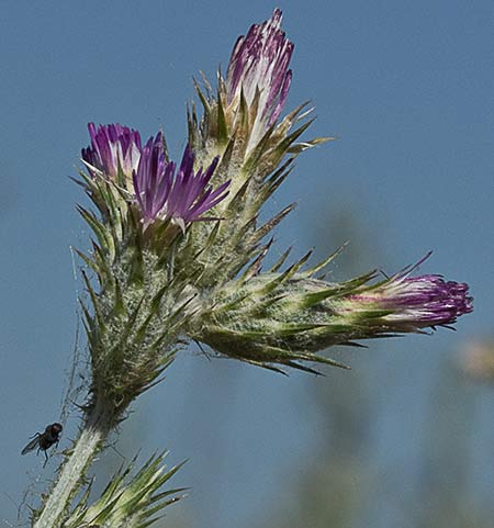 Capítulos del cardo de calvero (Carduus pycnocephalus)