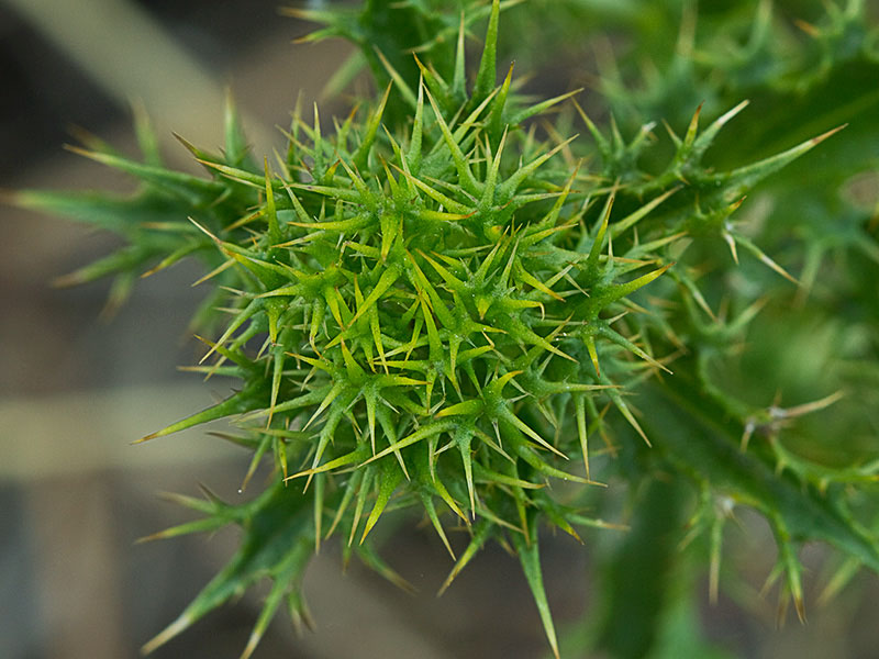 Flor del Cardo cuco (Carlina hispanica o Carlina corymbosa)