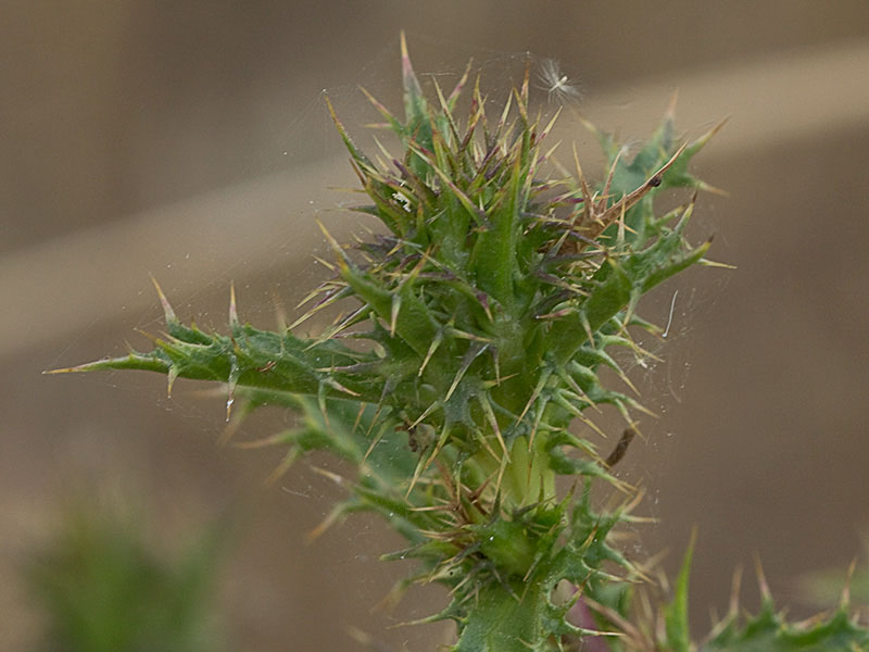 Flor del Cardo cuco (Carlina hispanica o Carlina corymbosa)