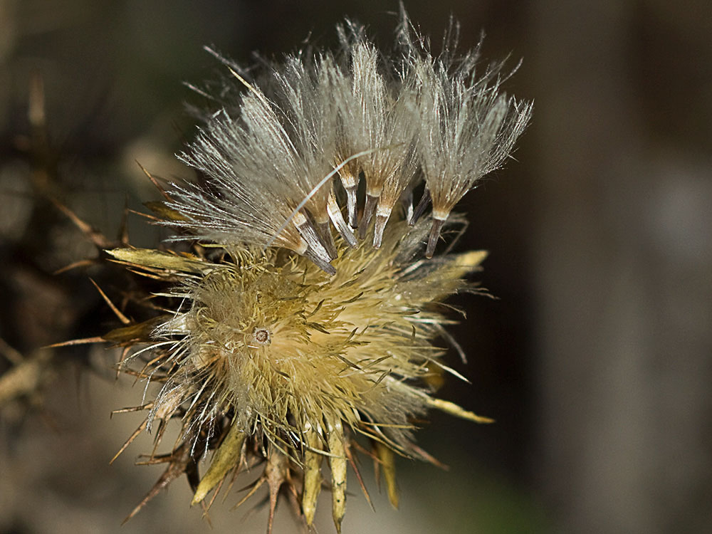 Vilanos y semillas del Cardo cuco (Carlina hispanica o Carlina corymbosa)