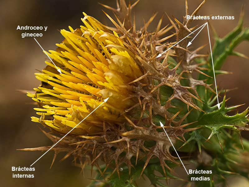 Flor del Cardo cuco (Carlina hispanica o Carlina corymbosa)