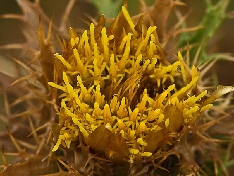 Flor del Cardo cuco (Carlina hispanica o Carlina corymbosa)