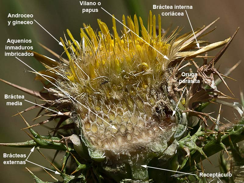 Flor del Cardo cuco (Carlina hispanica o Carlina corymbosa)