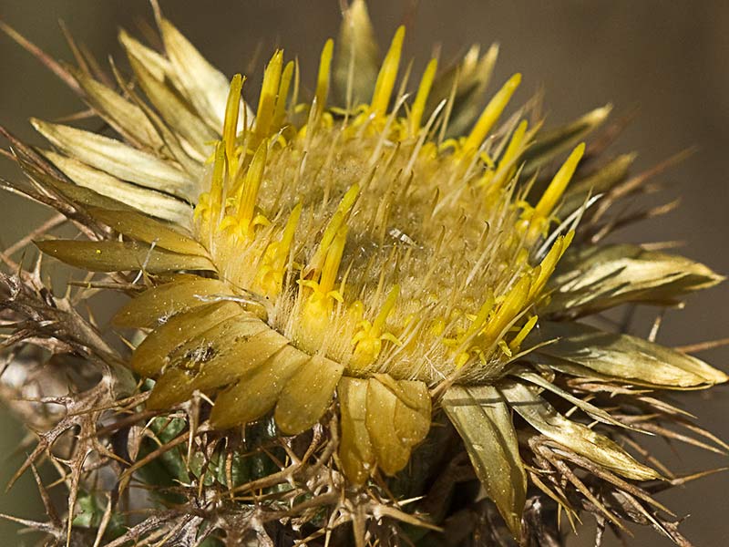 Flor del Cardo cuco (Carlina hispanica o Carlina corymbosa)