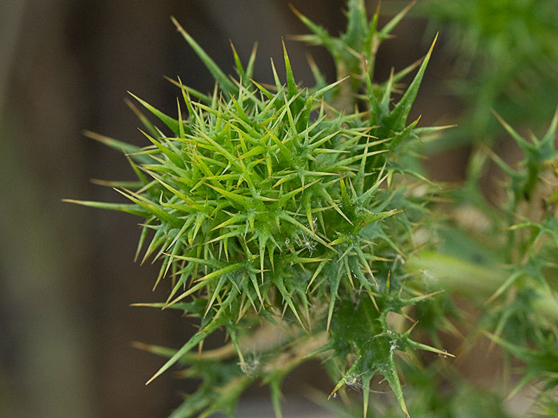 Flor del Cardo cuco (Carlina hispanica o Carlina corymbosa)