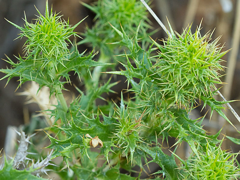 Mata del cardo cuco (Carlina hispanica o Carlina corymbosa)