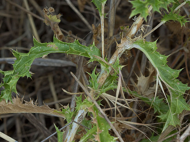 Tallo del Cardo cuco (Carlina hispanica o Carlina corymbosa)