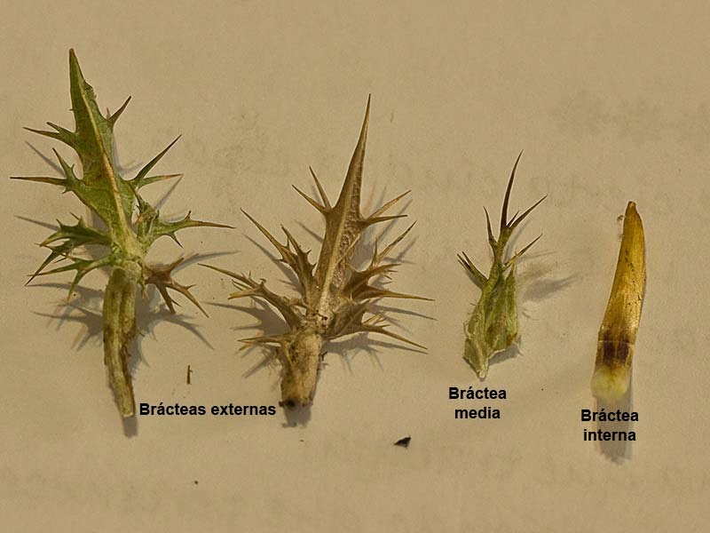 Bráctes del Cardo cuco (Carlina hispanica o Carlina corymbosa)