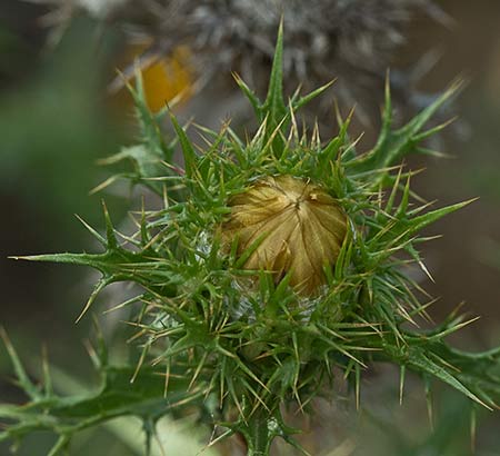 Capítulo del Cardo Cuco Carlina corymbosa