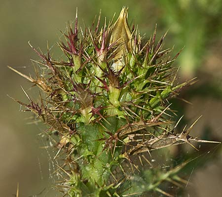 Mata de Cardo Cuco (Carlina hispanica o Carlina corymbosa)