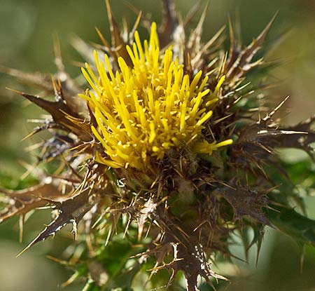 Flor de Cardo Cuco (Carlina hispanica o Carlina corymbosa)