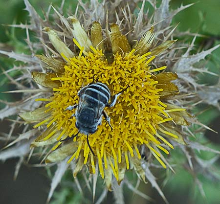 Infloresecia del Cardo Cuco (Carlina hispanica o Carlina corymbosa)