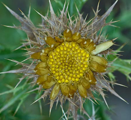 Flor del Cardo cuco (Carlina hispanica o Carlina corymbosa)
