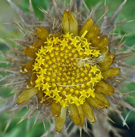 Flor del Cardo cuco (Carlina hispanica o Carlina corymbosa)