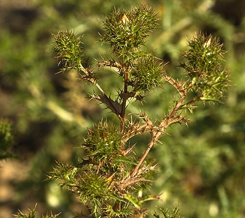 Mata del cardo cuco (Carlina hispanica)