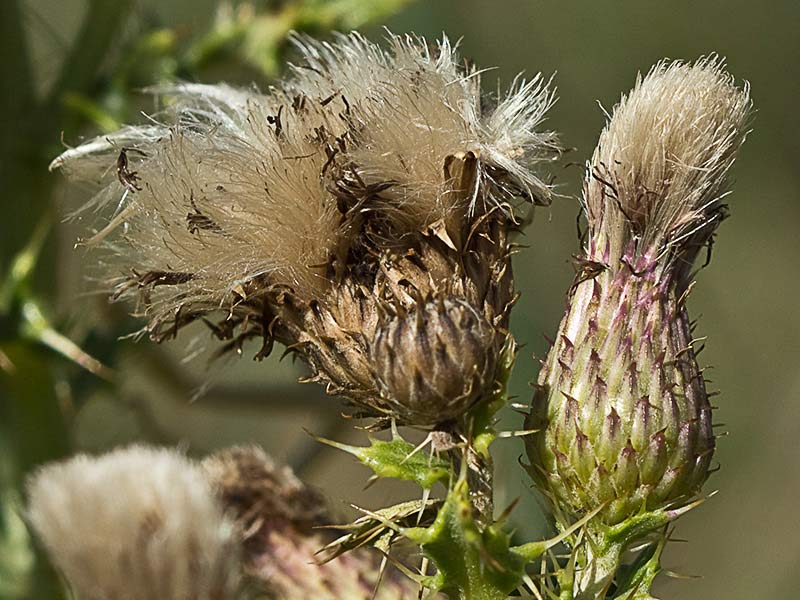 Capítulos maduros del Cardo Cundidor (Cirsium arvense)