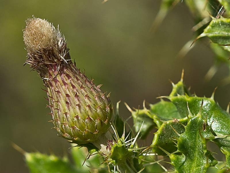 Capítulo maduro del Cardo Cundidor (Cirsium arvense)
