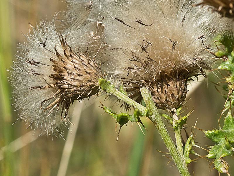 Vilanos  del Cardo Cundidor (Cirsium arvense)