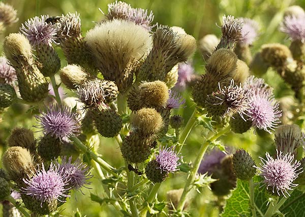 Mata de Cardo Cundidor (Cirsium arvense)