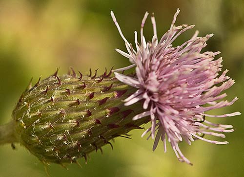 Flor del Cardo Cundidor (Cirsium arvense)