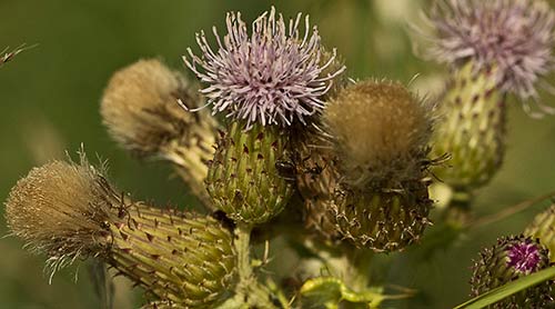 Capítulos  del Cardo Cundidor (Cirsium arvense)