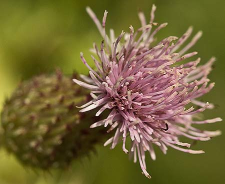 Capítulo  del Cardo Cundidor (Cirsium arvense)