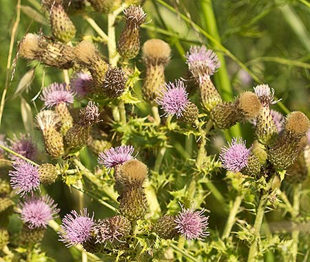Flor del Cardo Cundidor (Cirsium arvense)