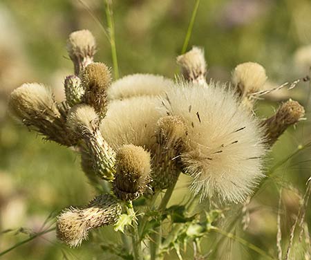 Vilanos  del Cardo Cundidor (Cirsium arvense)