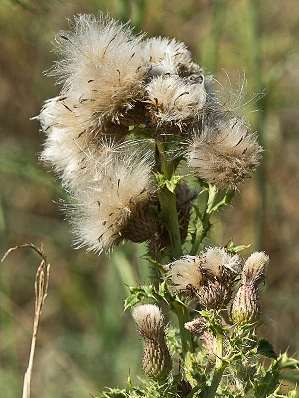 Vilanos  del Cardo Cundidor (Cirsium arvense)