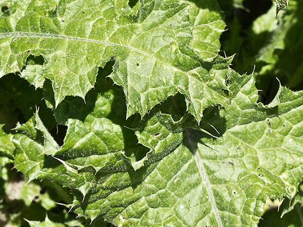 Hoja del cardo de calvero (Carduus pycnocephalus)