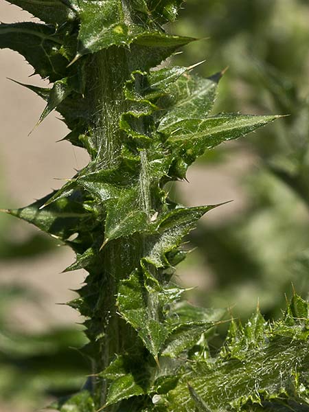 Tallo del cardo de calvero (Carduus pycnocephalus)