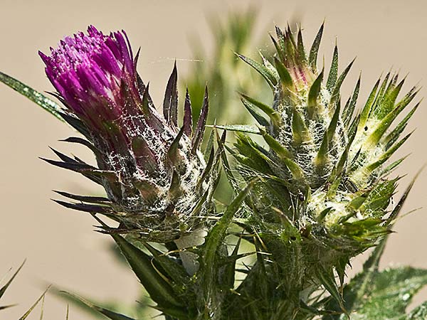 Flor del cardo de calvero (Carduus pycnocephalus)