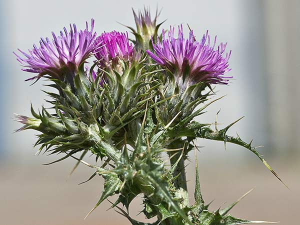 Flor del cardo de calvero (Carduus pycnocephalus)