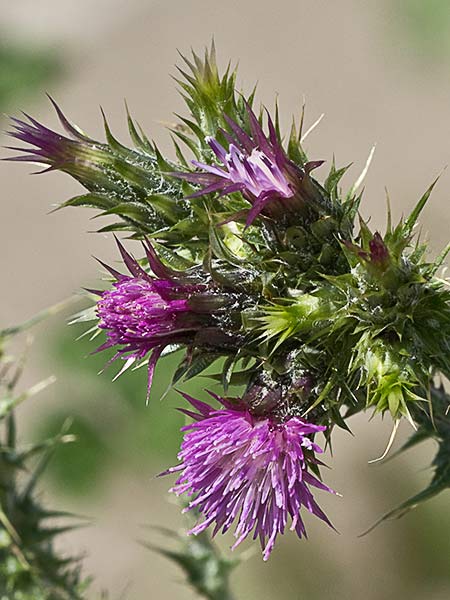 Flor del cardo de calvero (Carduus pycnocephalus)