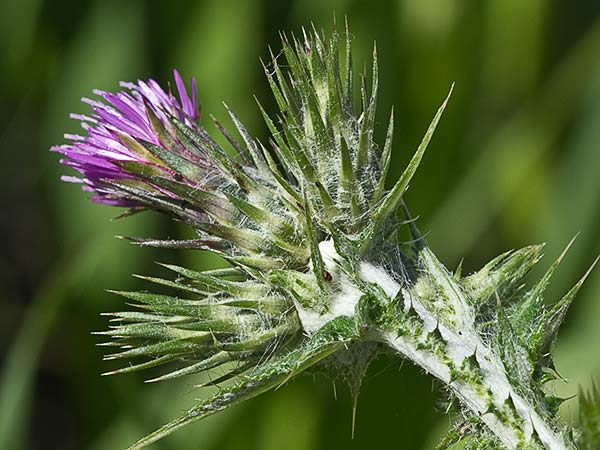 Flor del cardo de calvero (Carduus pycnocephalus)