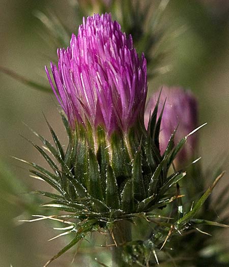 Flor del cardo delgado (Carduus tenuiflorus)