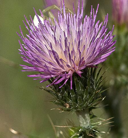 Flor del cardo delgado (Carduus tenuiflorus)