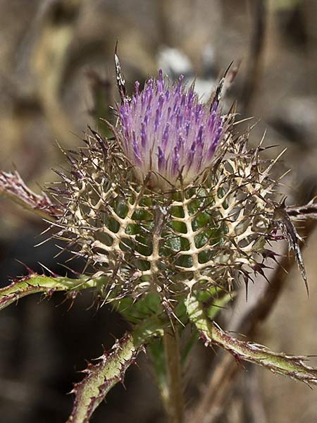 Cardo enrejado (Atractylis cancellata)