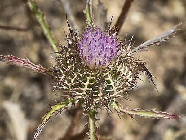Cardo enrejado (Atractylis cancellata)