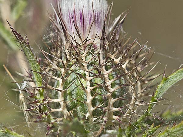 Cardo enrejado (Atractylis cancellata)